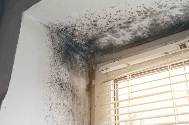 Mold Removal service in Garden City
